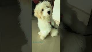 #lhasaapso #dog #love #trending #miracle #tech #viral