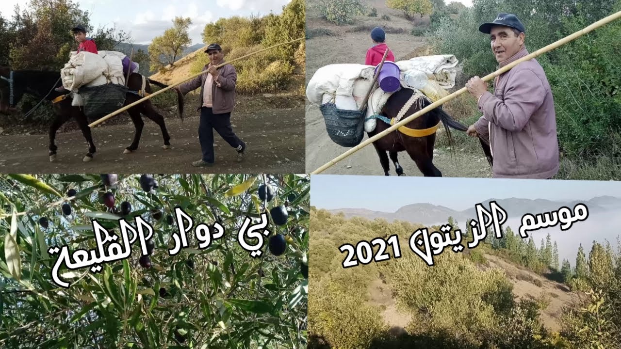 موسم جني  الزيتون  بجماعة زومي دوار القليعة