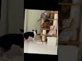 trend, viral video,shorts trend,funny animals, funny cats,reaction, react, first time watching,