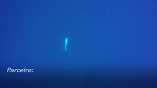 Capturando Cavala Wahoo No Azul, Pesca Em Apneia. Peixe Grande