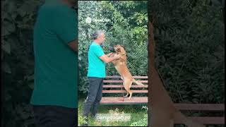 Ciobănescul belgian