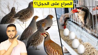 الطائر الذي يبحث عنه الجميع لصيده وتربيته 😍طائر الحجل أو الشنار 🦆 متعة التربية والصيد!؟