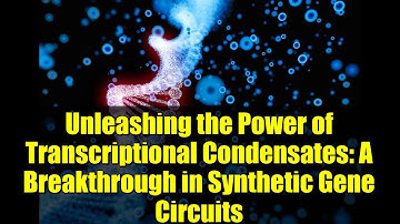 Unleashing the Power of Transcriptional Condensates: A Breakthrough in Synthetic Gene Circuits