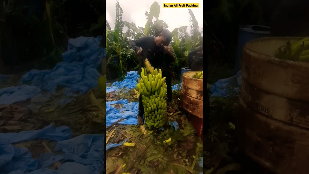 Export_Quality_Bananas_Packing | Premium_Quality_Bananas_Packing 