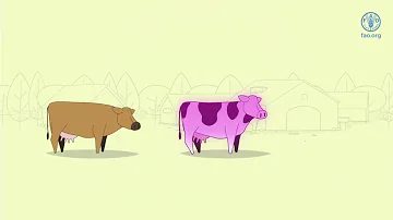 ¿Qué es la fiebre de las vacas?