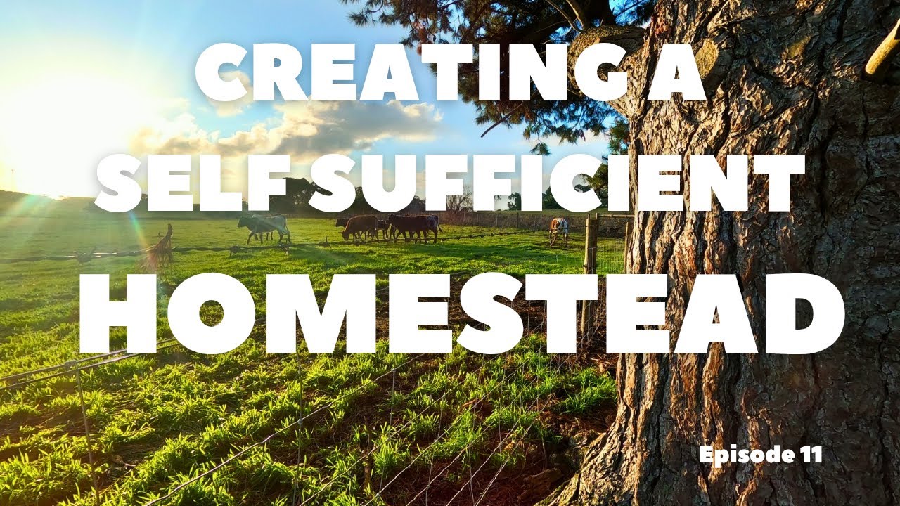 Homesteading Australia | A family's journey to self sufficiency