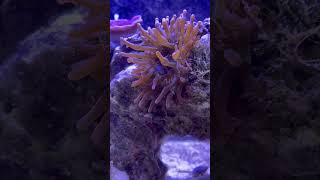 Clownfish Drops Food to Anemone in Home Marine Aquarium