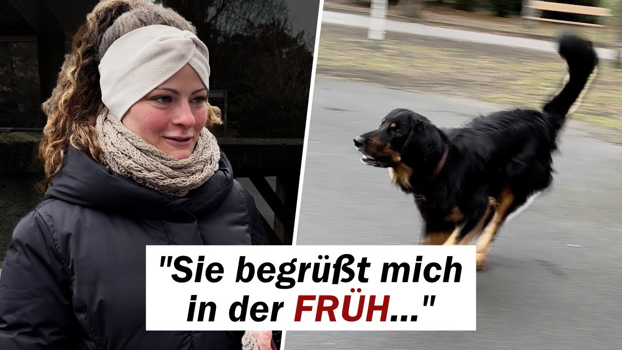 Meine Hundestroy: Hovawart – Der vielseitige Familienhund 💛🐕