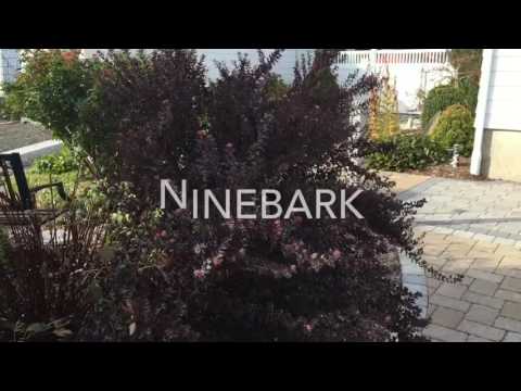 Video: Info Semak Ninebark: Tips Menumbuhkan Semak Ninebark