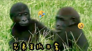 D'jeeco Family|Gorilla|Taipei zoo|Jabali is 1y262days old, Ringo is 1y54days old.20220720-11