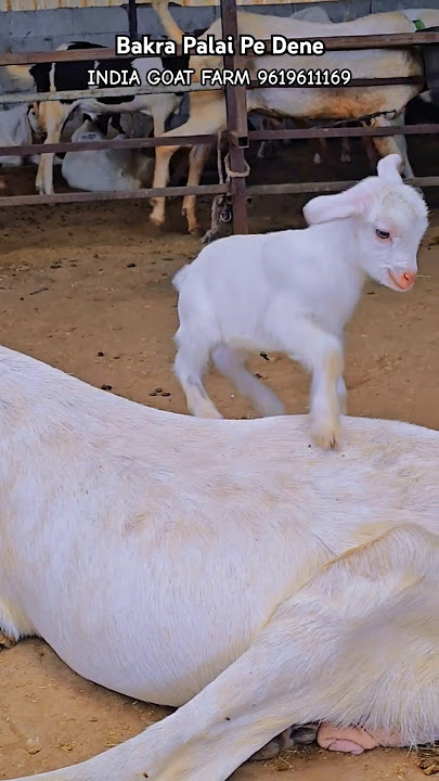 Cute Goat Kids Playing♥️ #bakraeid #bakraeid2025 #bakraeidspecial #bakra #goats #trending #cute