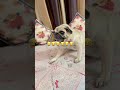 Funny 🤣 trending  #shorts #trending #funny 👻