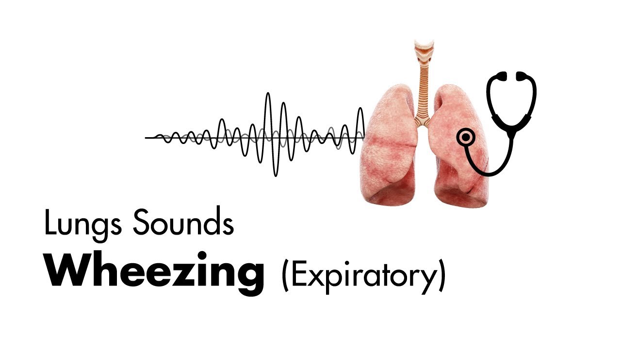 Wheezing expiratory   Lung Sounds   MEDZCOOL