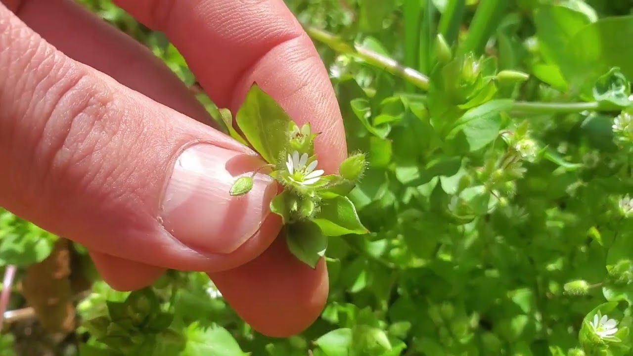 The Weed Every Garden Should Have! Plant Profile: Chickweed - YouTube