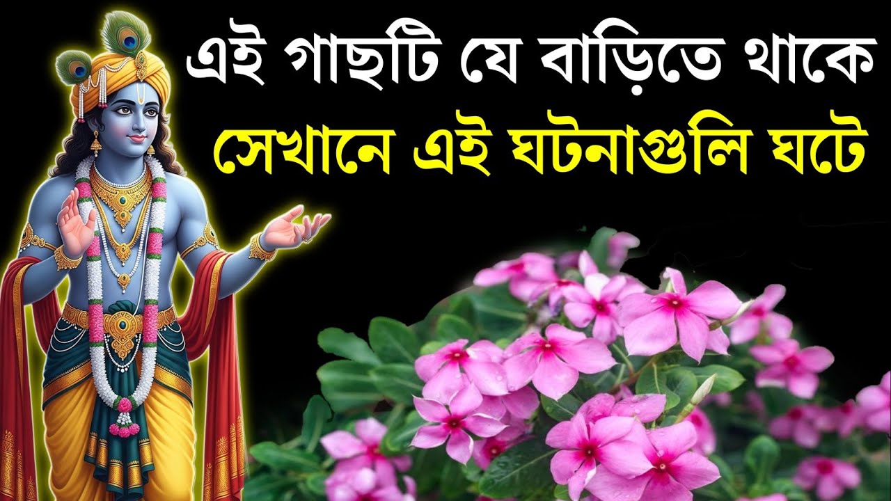 বাড়িতে নয়নতারা গাছ থাকলে অবশ্যই একবার দেখুন | Sadabahar Plant Vastu Tips