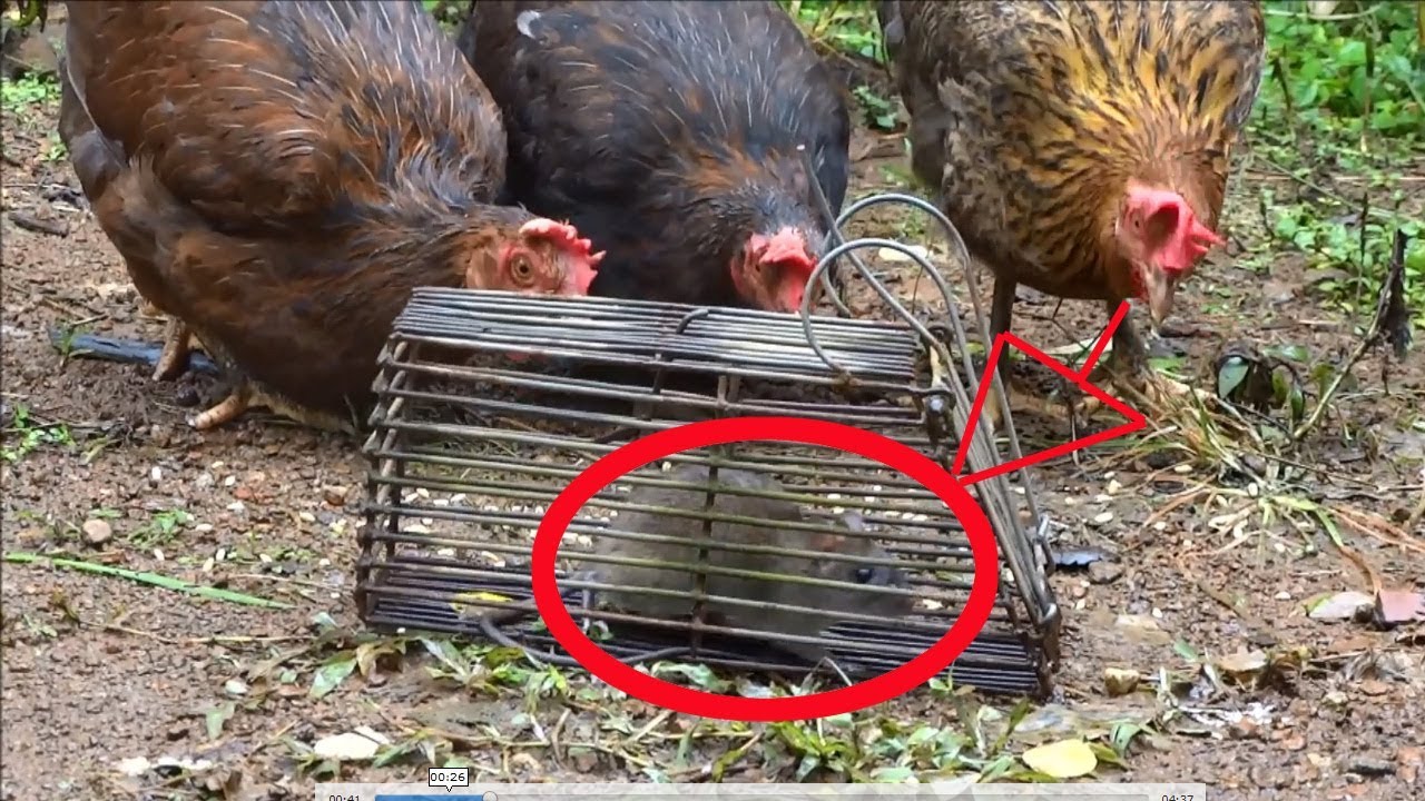 Jak se zbavit potkanů v kurníku?