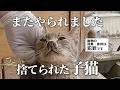 「またやられた」皮膚病を患った子猫がまた捨てられていました・・・#保護猫 #cat
