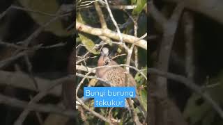 YANG PENASARAN SAMA SUARA BURUNG TEKUKUR , HMM BEGINI SUARANYA