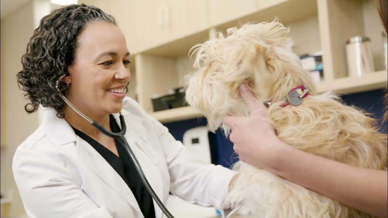 VCA Urgent Care SameDay Pet Care Overview YouTube
