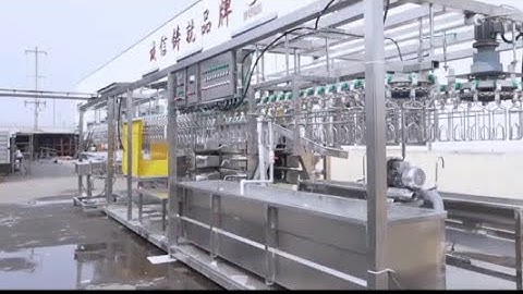 Revolutionize Your Poultry Industry with Our Innovative Slaughter Line