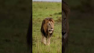 Halftail, dominant male lion in the Masai Mara, Kenya