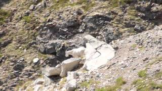 Mountain Goat In Chucagh National Forest