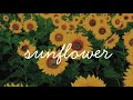 Sunflower- Sierra Burgess 1 hour loop ( rain background )