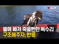 물에 빠져 죽을뻔한 독수리 구조해주자 , 반응 ㅣ 감동실화