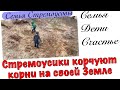 Стремоусики корчуют корни на своей Земле