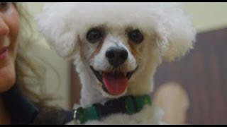 Shelter Pet Makeover - A Story From Petco