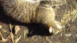 Котёнок который умеет слушать музыку! Котёнок который умеет слушать музыку!