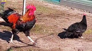 All hens love an orange rooster.