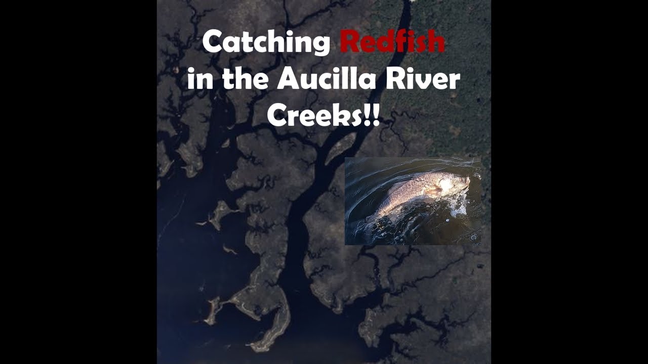 Aucilla River Creeks Redfish