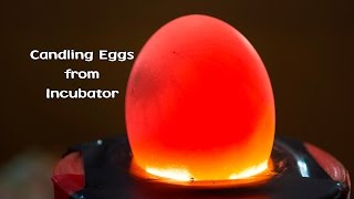 Candling Eggs from the Incubator