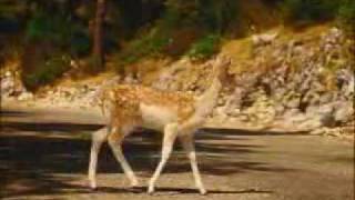 David Lynch's PS2 Commercial  Bambi