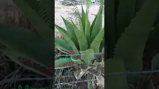Maguey Pulquero Rancho en Coahuila México #suculentas #cactus #shorts #youtubeshorts #videoshort