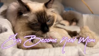 First Time My Ragdoll Giving Birth To Five Kittens | Erin First Labor Experiance