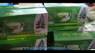 Moringa oleifera cultivation produces powder & Moringa tea in Nepal