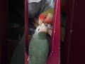 Cute Funny Lovebird Moment - Nap Found A New Place! #bird #birds #funny #cute #funnyshorts #lovebird