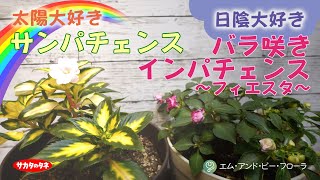 日陰 半日陰でも綺麗に咲く インパチェンスとサンパチェンスの違いと育て方 ペチュニアおまけコーナー チョカモカ特別企画参加の詳細 Youtube 日陰 半日陰でも綺麗に咲く インパチェンスとサンパチェンスの違いと育て方 ペチュニアおまけコーナー チョカモカ特別企画参加の詳細 Youtube