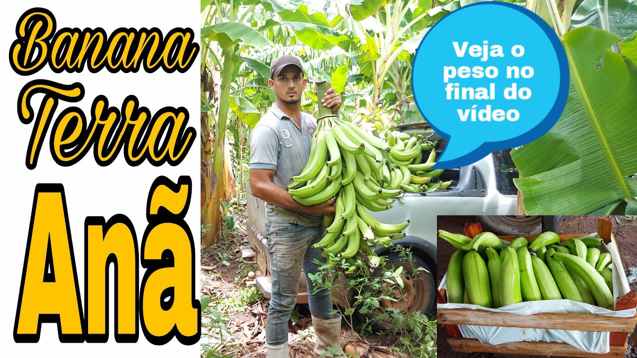 Colhendo banana terra anã,veja o peso no fim do vídeo.