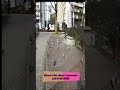 Fearless and beautiful pigeons in japan birds reels fun reality life pigeon youtubeshorts