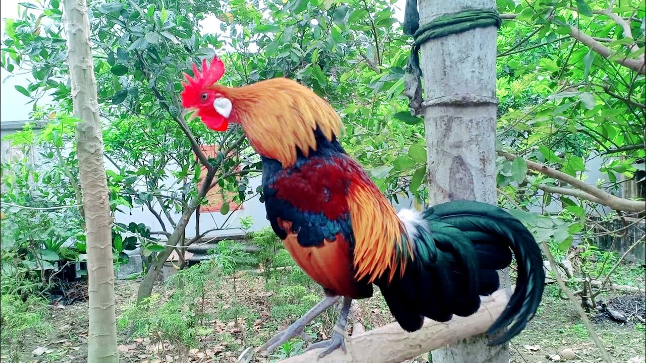 Tiếng gà rừng gáy mồi chuẩn nhất | Hoàng Thắng