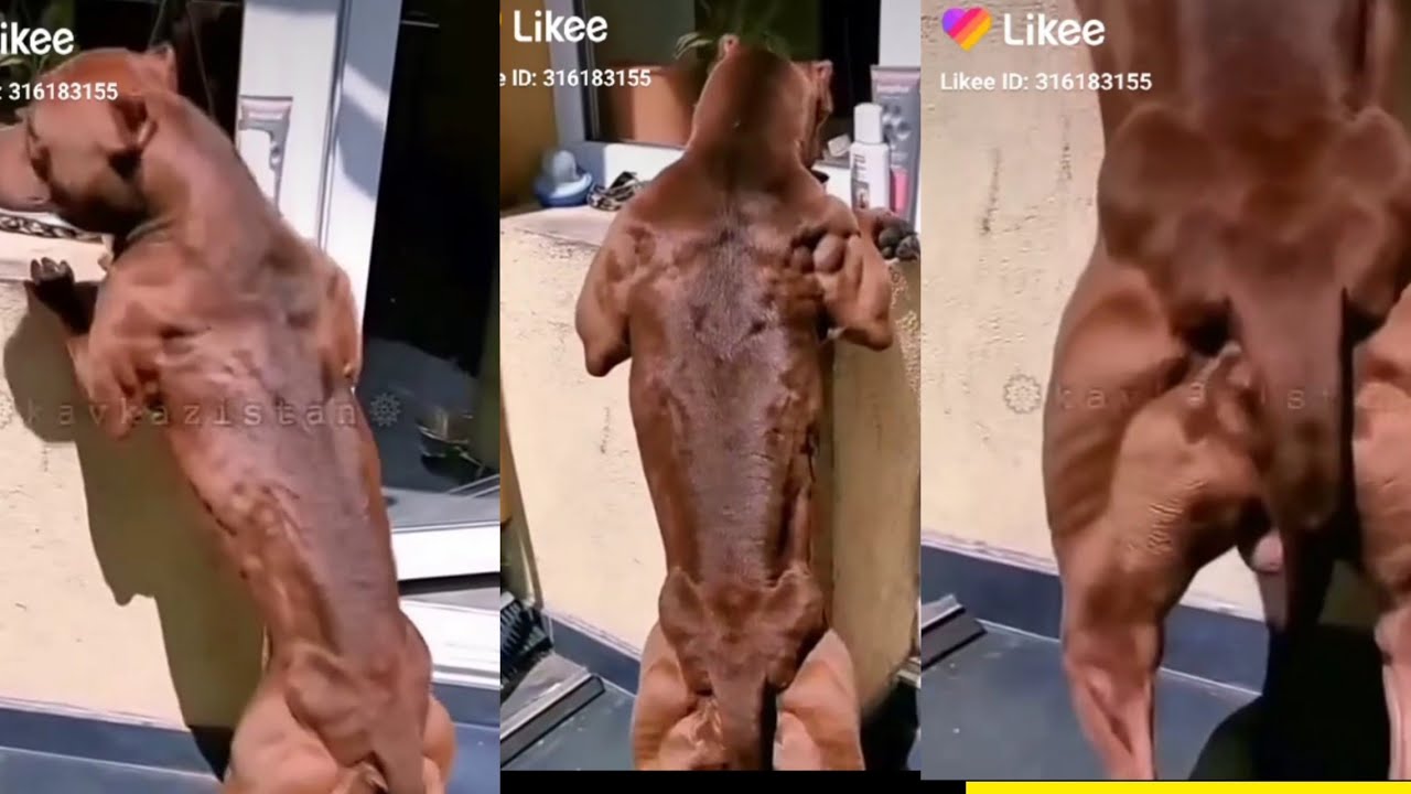 Strengthen the muscles of a Pitbull dog | pitbull muscle