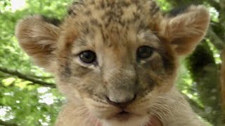 月生まれの赤ちゃんライオン君のミルクタイム　Baby Lion drink milk　富士サファリパーク