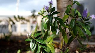 Growing Ashhursts rongoā garden