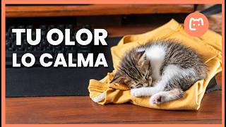 ¿Por qué tu GATO DUERME sobre tu ROPA? La razón es más bonita de lo que crees 🐱❤️