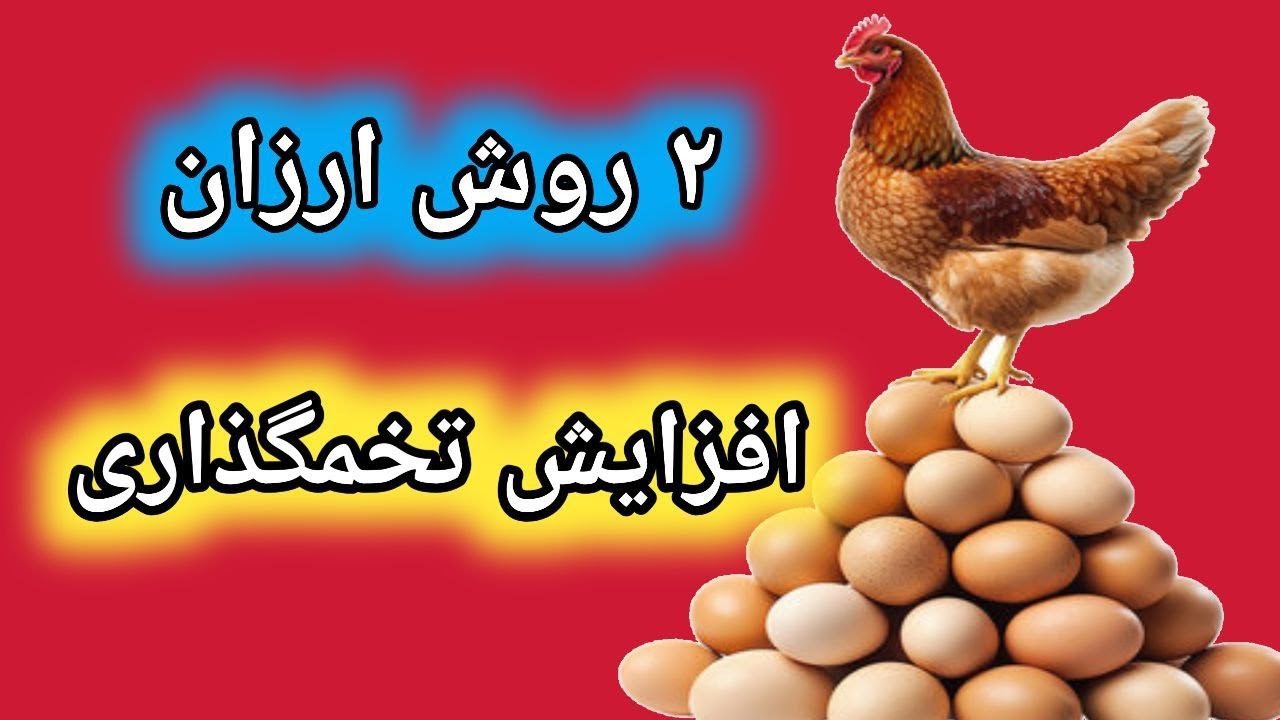 روش افزایش تخمگذاری مرغ , دلایل کاهش تخم گذاری مرغ , آموزش پرورش مرغ تخمگذار , تولید تخم مرغ بیشتر