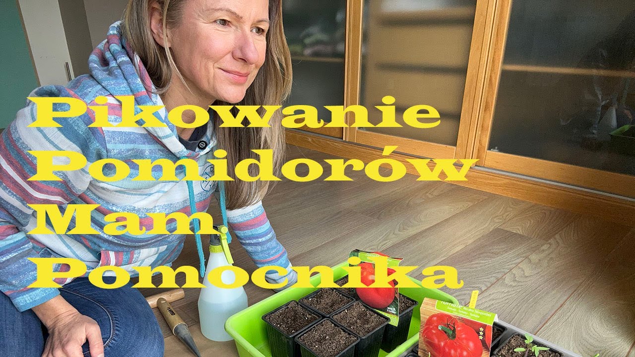 Pikowanie pomidorów z małym kotkiem 🐱🍅 | Ogrodnictwo + chaos = HIT 😂