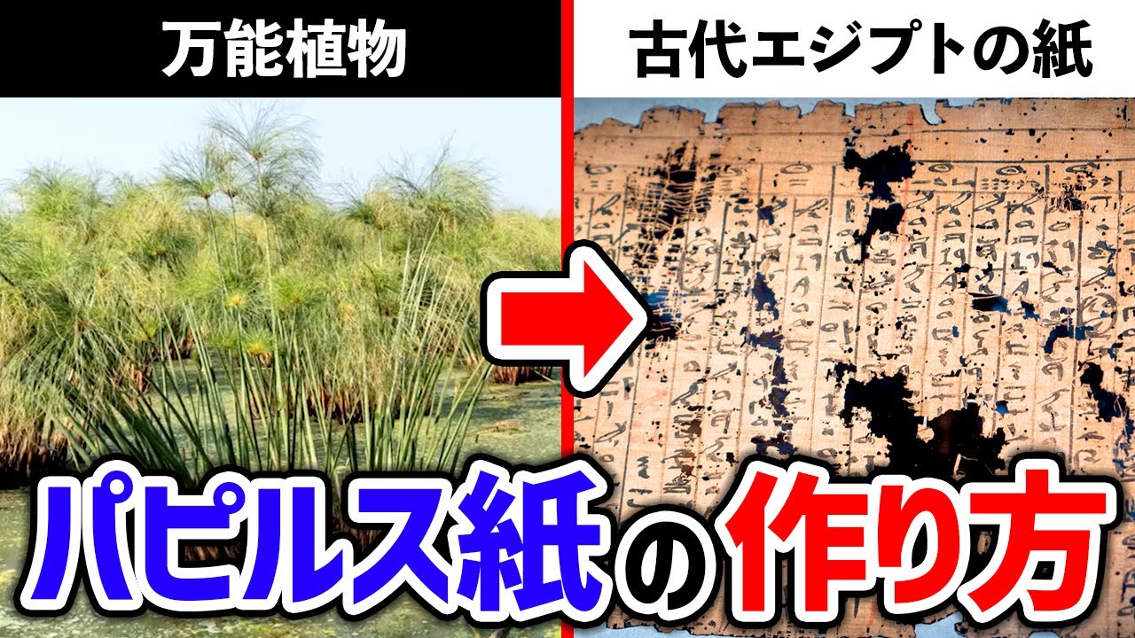 万能すぎ】紙・インテリア・サラダにも！？万能植物パピルス - YouTube